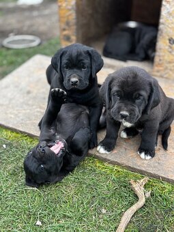 Predám Cane corso šteniatka - 5
