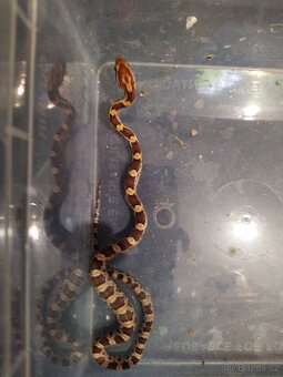 UŽOVKA ČERVENA - 5