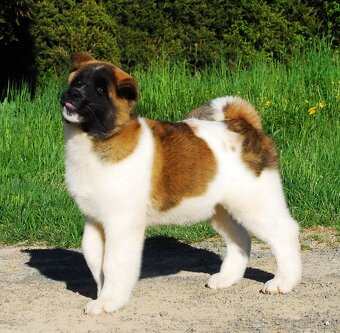 Americká Akita - 5
