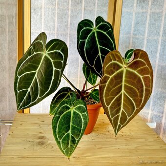 Anthurium Crystallinum Sametové srdce - 5