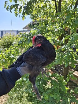 Kohoutci Marans měděnokrká a Hamburčanka - 5