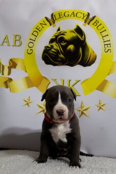 GLB TOKIO & CROWN BULLYS BARON American Bully - 5