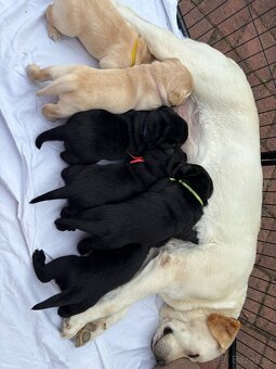 Labrador retriever - 5