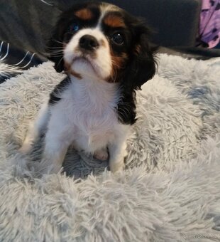kavalír king charles španěl - 5