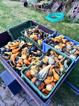 Dýně Halloween - 5