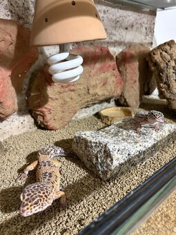 Gekončík noční, páreček s teráriem - 5