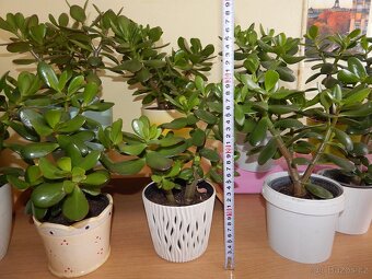 Tlustice pokojová rostlina (Crassula ovata) - 5