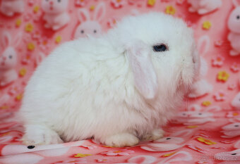 Zakrslí beránci NHD modrá očka . - 5