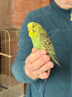 Andulky krotké a ochočené - 5