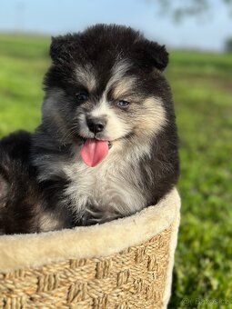 Pomsky / pomeranian / Husky - 5