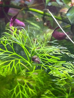 Akvarijní šneci - 5