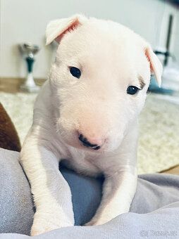 Bullterrier, Bullterier, Bulterier - 5