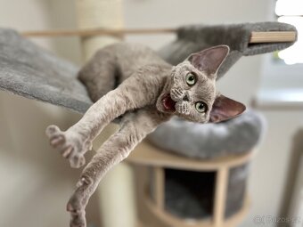 Devon Rex - 5