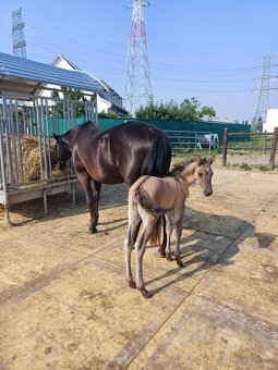 LUXUSNÍ QUARTER HORSE GRULLO HOMOZYGOT NA ČERNOU - 5