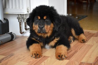 Tibetská doga - štěňátka s PP - rezervace 2025/2026 - 5