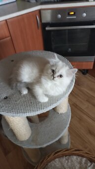 Britská koťátka  s PP - 5