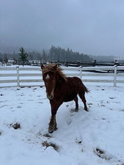 Chladnokrevna kobyla - 5