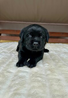 Labradorský Retriever s PP - 5