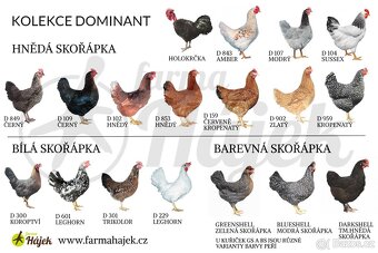 První jarní prodej kuřic 25.2.26 Borohrádek - 5