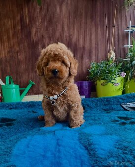 úžasný  toy pudlík P.P FCI - 5