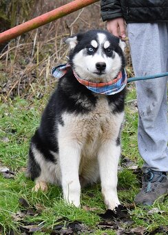 TAMINO K ADOPCI - SKORO ROČNÍ, S DVOUBAREVNÝMA KUKADLAMA - 5