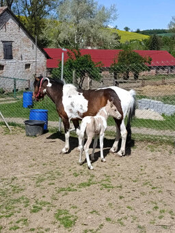 sportovní pony klisna - 5