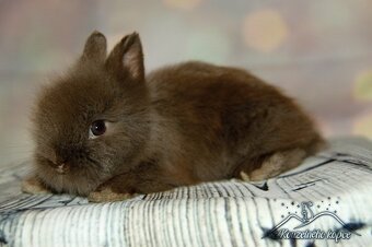 Zakrslí králíčci Teddy s VP (Vánoční miminka)-doprava po ČR - 5