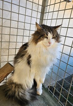 Mainský mývalí kocour - 5