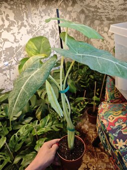 Alocasia - hlízky / rostlinky - 5