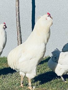 Araucana kurčatá- nasadove vajíčka - 5