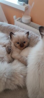 Ragdoll kotatka - 5