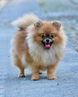 Pomeranian s PP - 5
