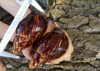 Africký šnek Archachatina marginata ovum XXL Snails - 5