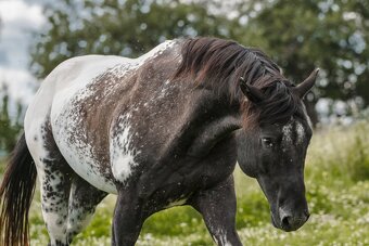 Tříletá klisna Appaloosa - 5