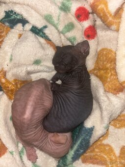 Prodám koťátka sphynx - 5