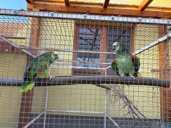 Amazoňan modročelý( aestiva aestiva ) pár - 5