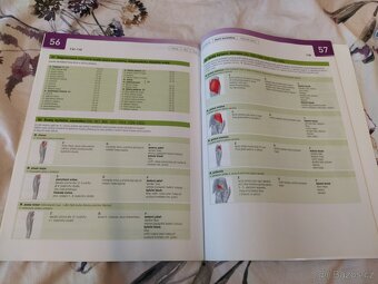 Sobottův atlas anatomie člověka - tabulky svalů, kloubů a ne - 5