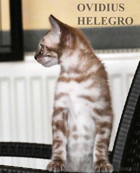 Bengálská kočka - sněžná koťata s PP - 5