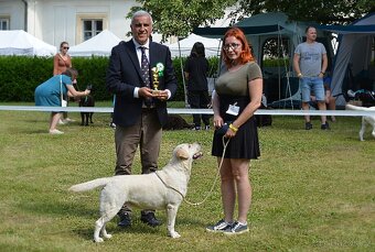 Špičková žlutá štěňata labradorského retrívra - 5