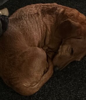 Nabízíme jezevčíka bez PP ke krytí - 5