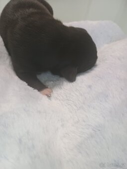 Na prodej amstaff štěňata - 5