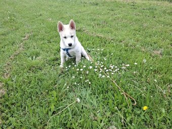 Štěně Husky - 5