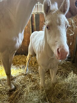 Cremello klisnička s odznaky s reining/cutting původem - 5