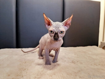 Sphynx koťata - 5