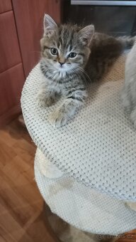 Britská kočička  s PP - 5