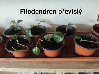 Prodám rostliny - 5