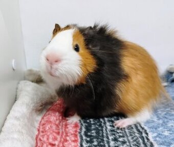 Morče, Morčata, Morčátko, Morčátka - KEVIN - 5