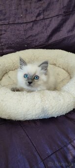 Ragdoll kočička bez PP - 5