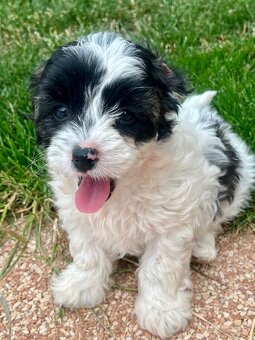 Maltipoo - 5