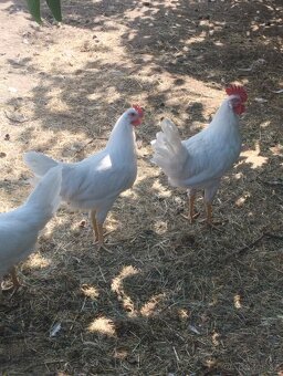 Kohouti Vlašky koroptví a Leghorn - 5